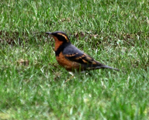 Varied Thrush
